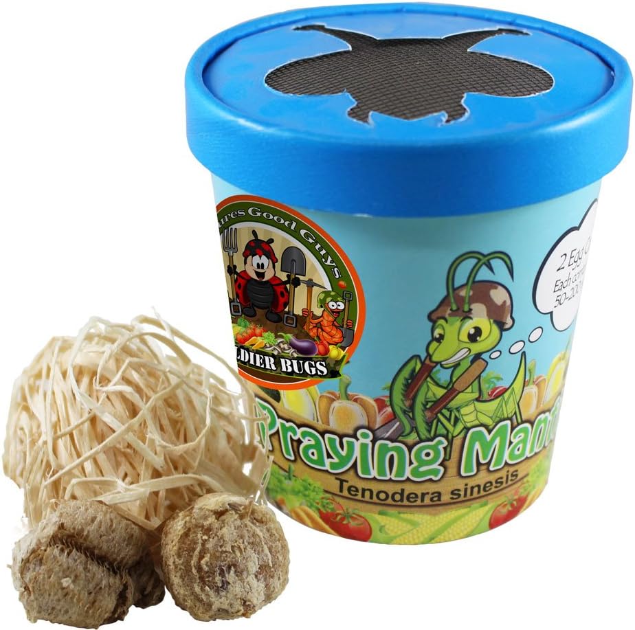 Praying Mantis Egg Case with Hatching Habitat Cup - 2 Praying Mantids Egg Cases & 1,500 Live Ladybugs