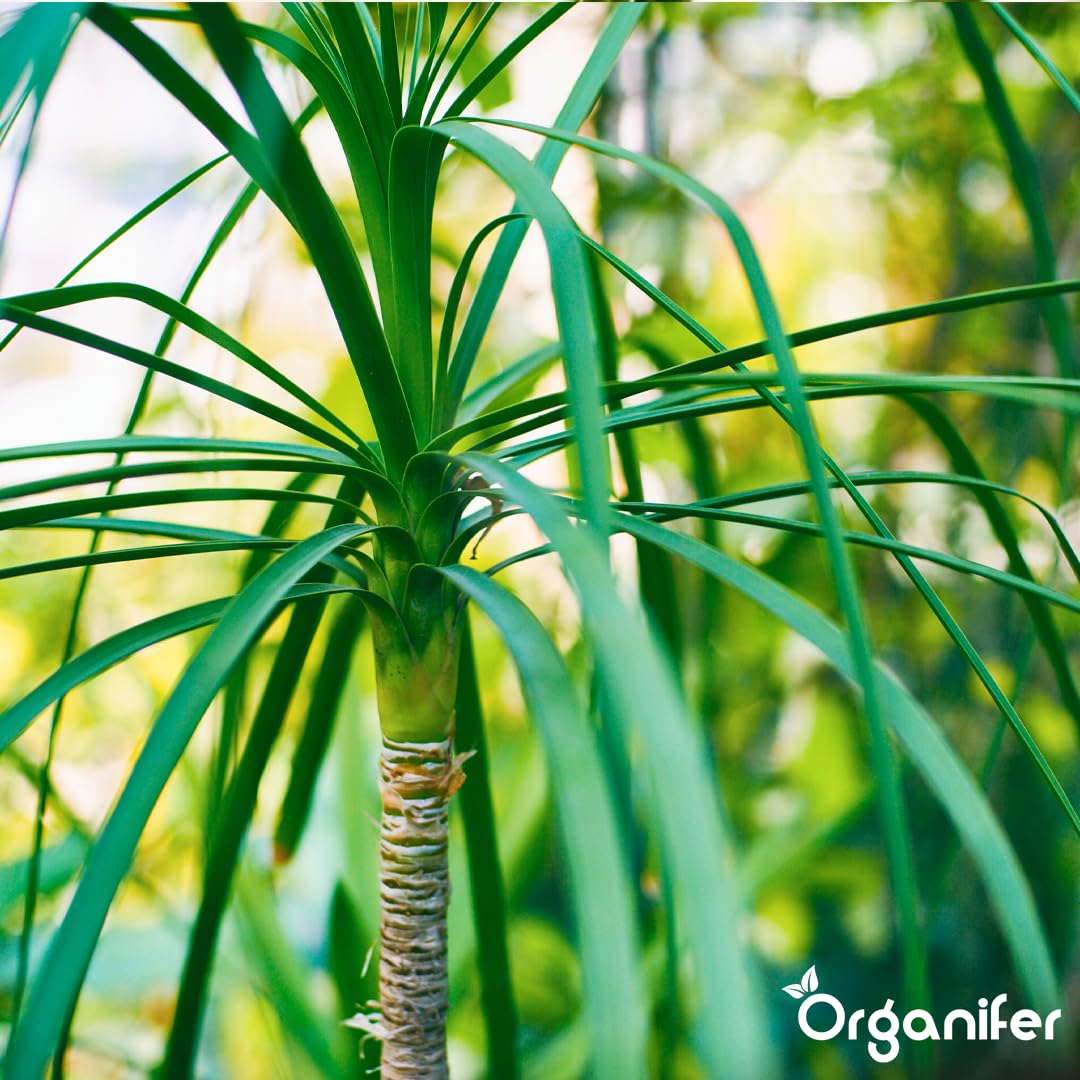 Fertilizante Líquido - 2x1L - Para Dracaena - NPK 2-1-8 | Plantas Sanas Y Hojas Vigorosas - Organifer