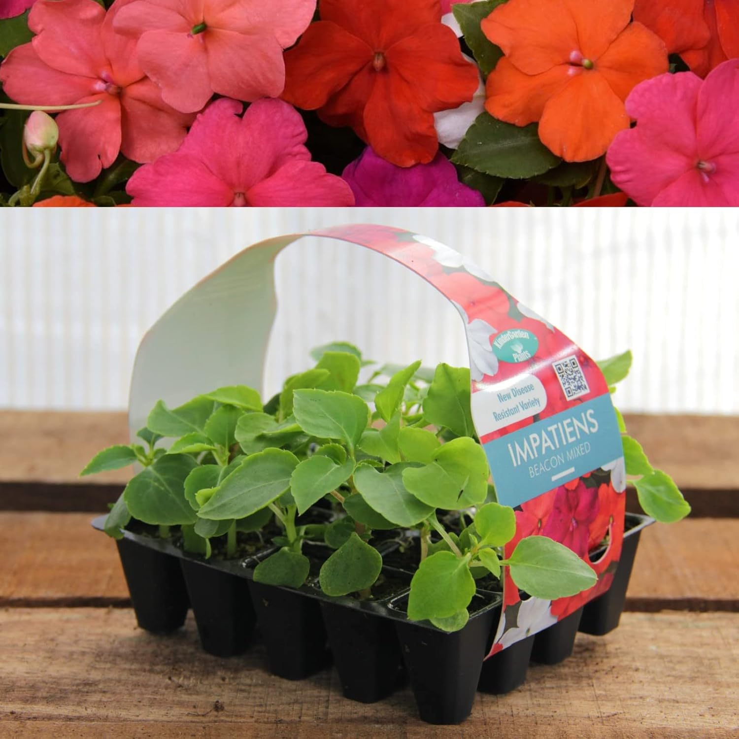 Plug Plants - Available From Norfolk Herbs - Order Online