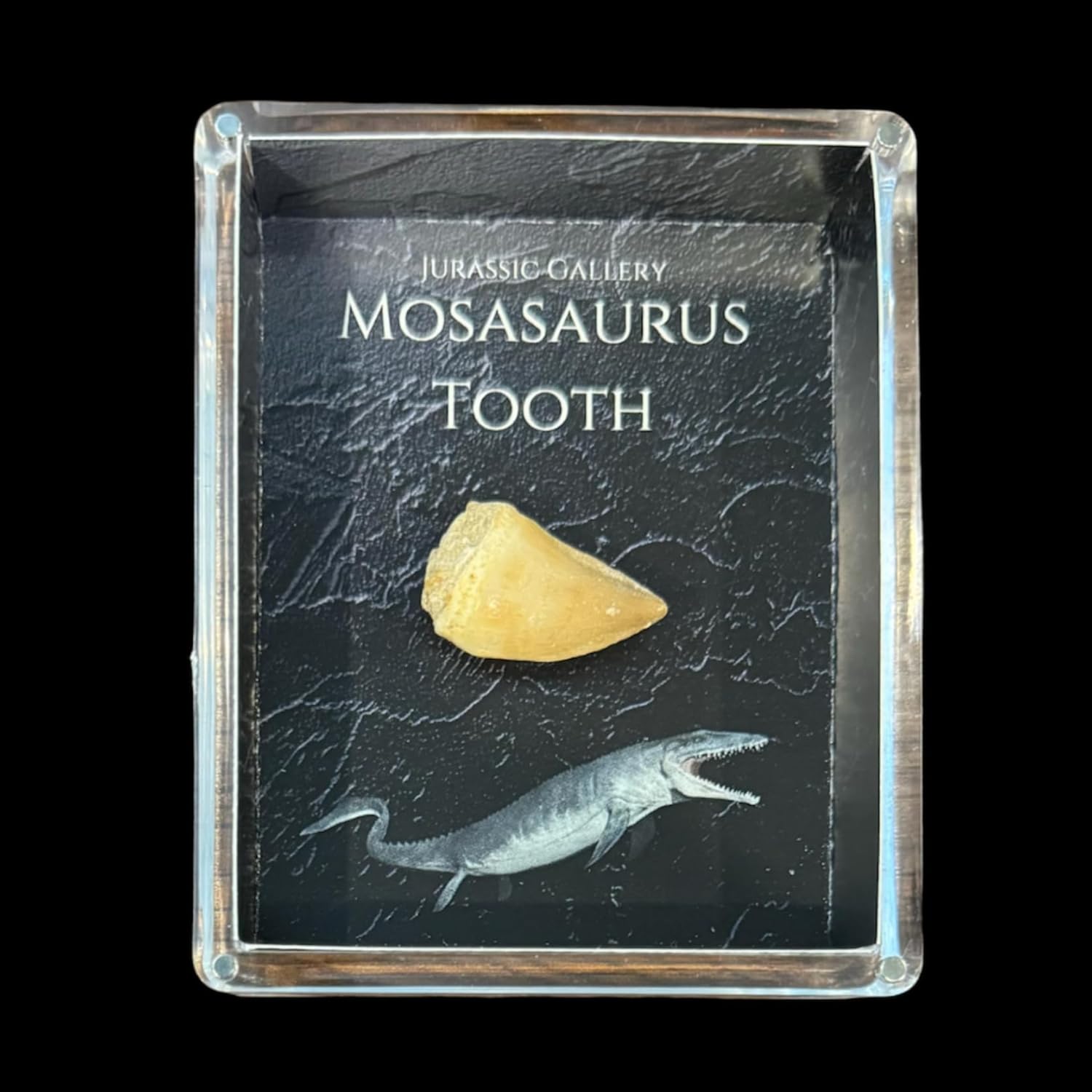 Authentic Mosasaurus Tooth Fossil Gift Box - 66 Million Year Old Cretaceous Specimen in Lucite Case, North Africa
