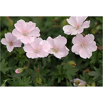 Perennials Gears 3 x Geranium Sanguineum 'Apple Blossom' Storkbeak | Hardy ground cover for sun to partial shade, flower May 