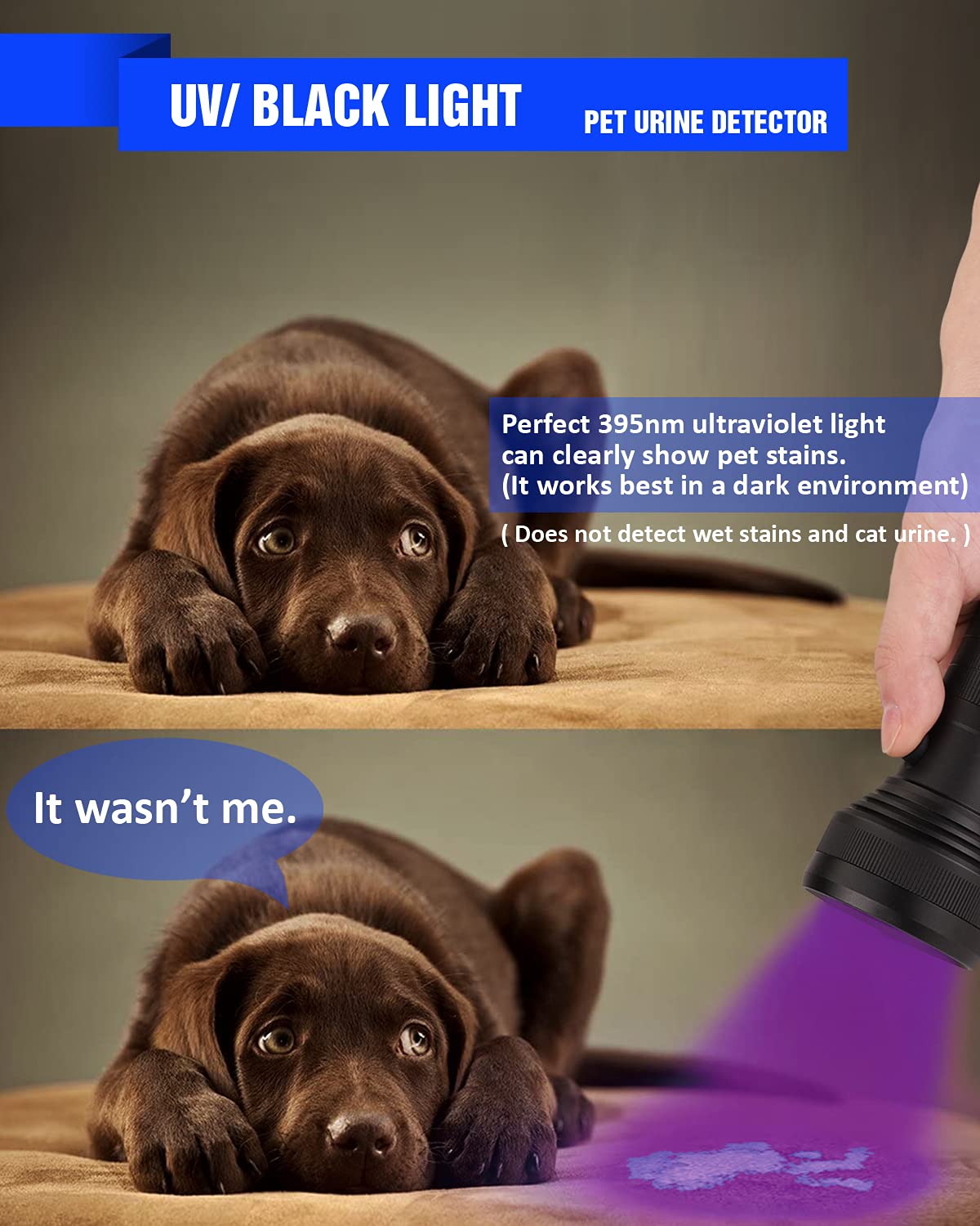 Will A Blacklight Show Dog Pee