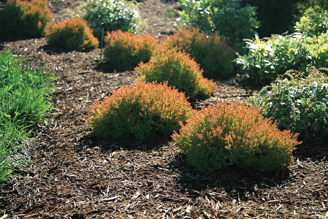 Fire Chief Arborvitae Evergreen Shrub, Gold Spring Foliage, 1 Gallon