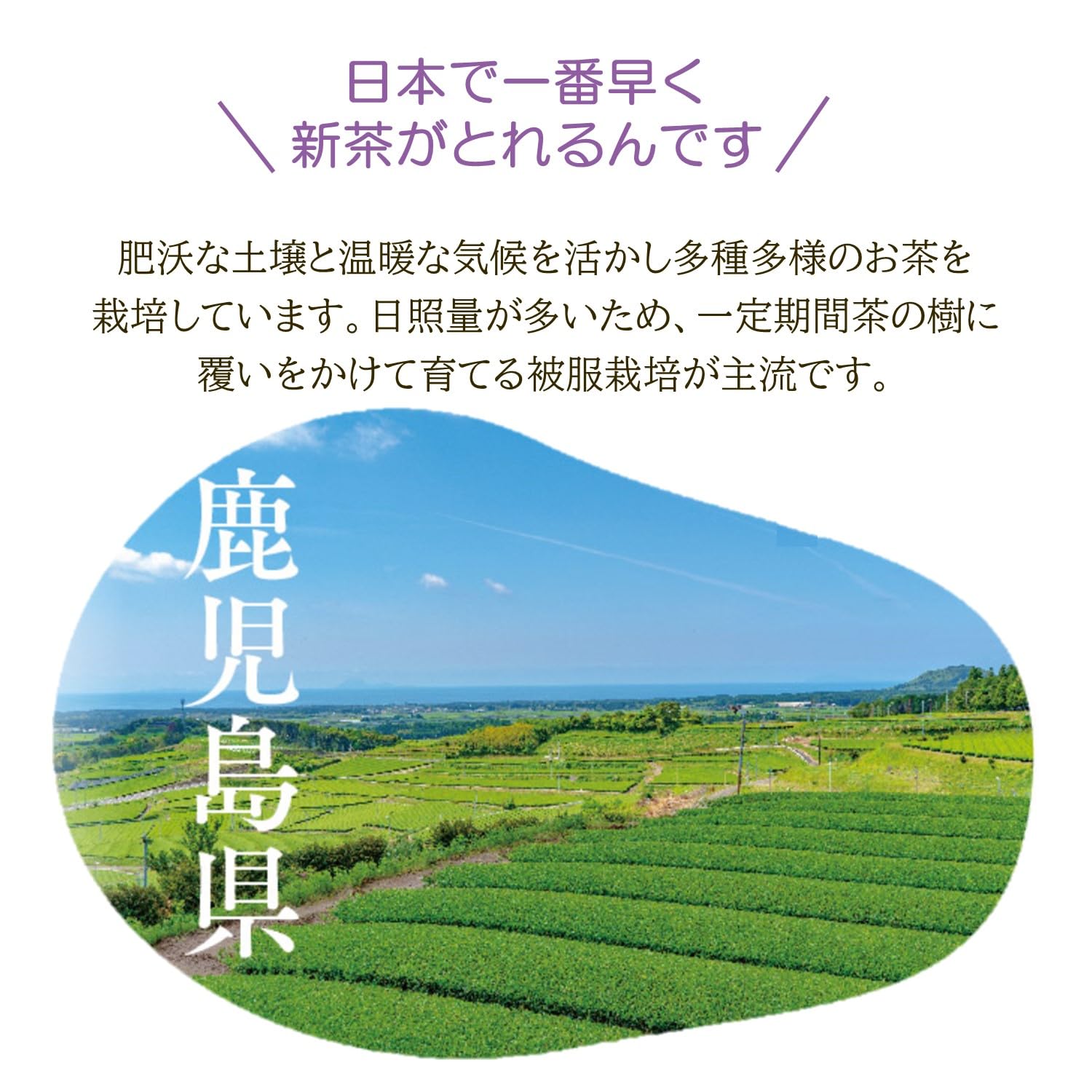 新茶 鹿児島 艶緑 ゆたかみどり70g×4本 茶葉 緑茶 煎茶 日本茶