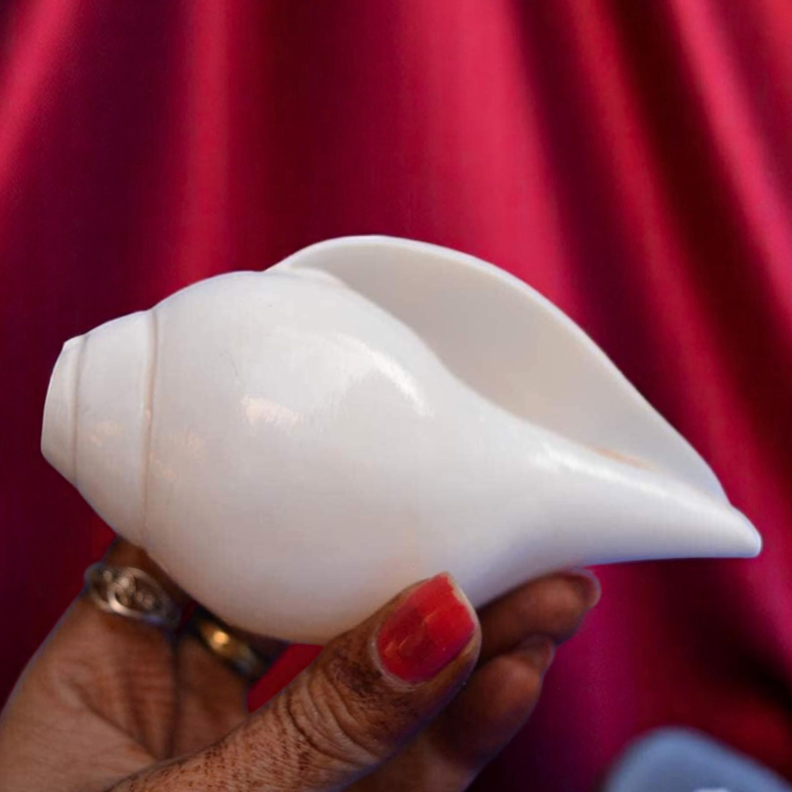 Original Blowing Shankh (VAMAVARTI BAJNEWALA) - Conch Shell - strong & Big Vamavarti Blowing Shankh (white) ~ Shankha Conch Shankh - Shankh Shell Shankh for lung strength / immunity 5 "inch