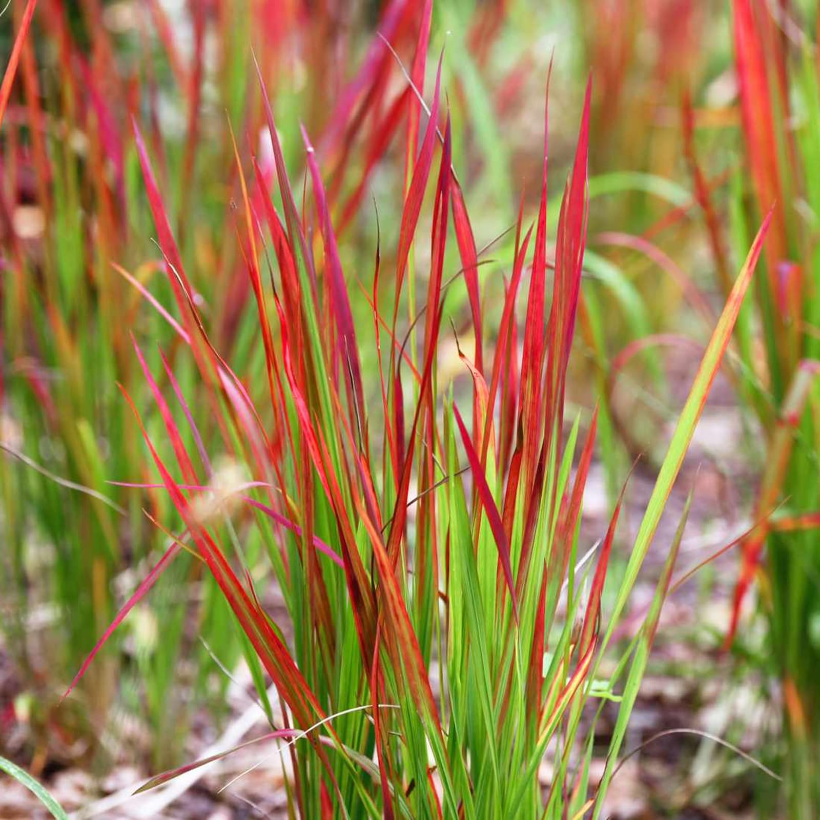 Carbeth Plants 2X Imperata cylindrica in 9cm Pots