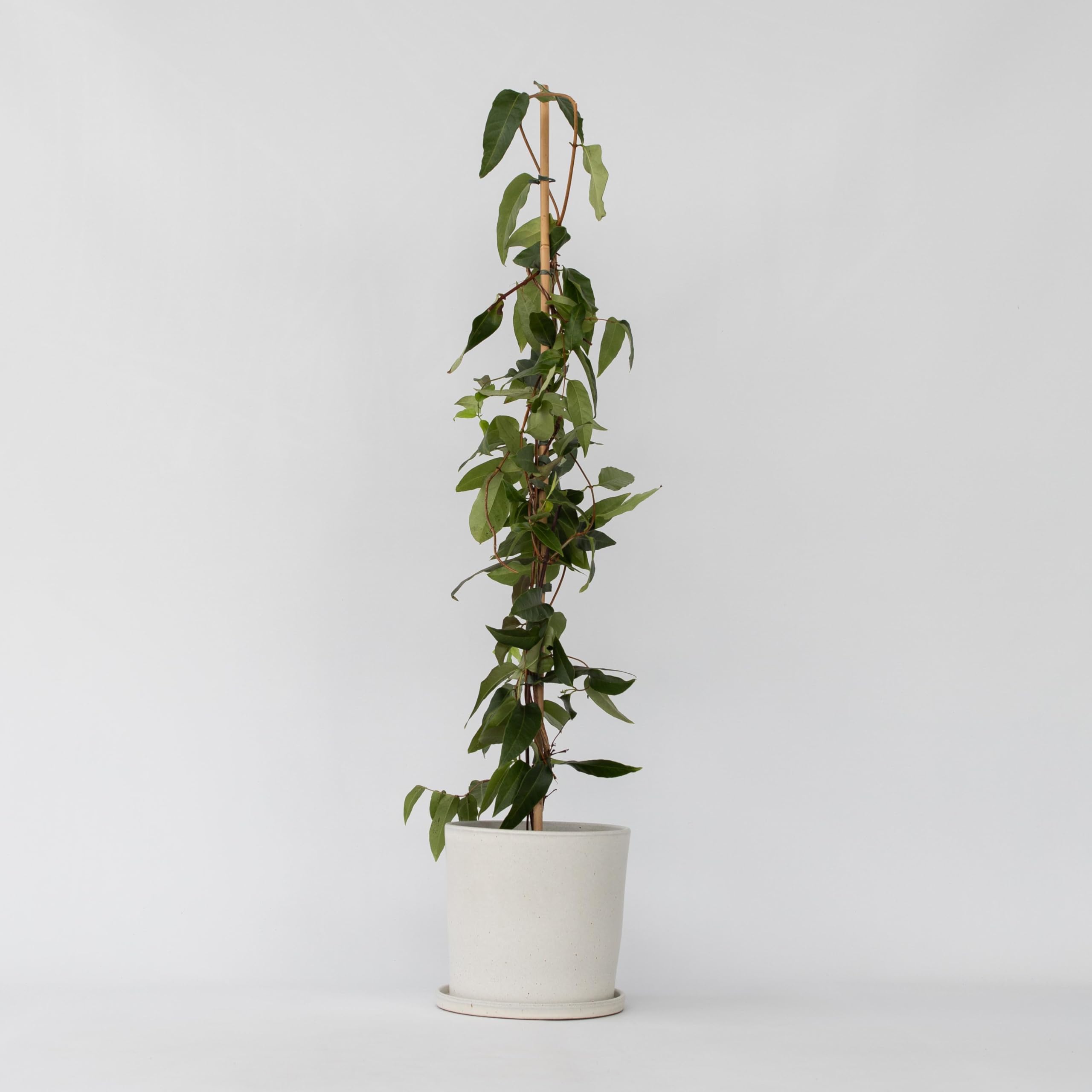 Plant in a Box - Lonicera henryi 'Beauté du cuivre' - Chèvrefeuille de Henry - Plante de jardin - Plante grimpante - Jaune - ⌀17cm - Hauteur 110-120cm
