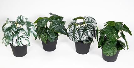 GA Monstera Alocasia Philo Artificial Plants Set of 4 18 cm in Pot | Species variety: set contains Monstera (green), Alocasia (green-white) and philodendron - ideal as a modern decoration.