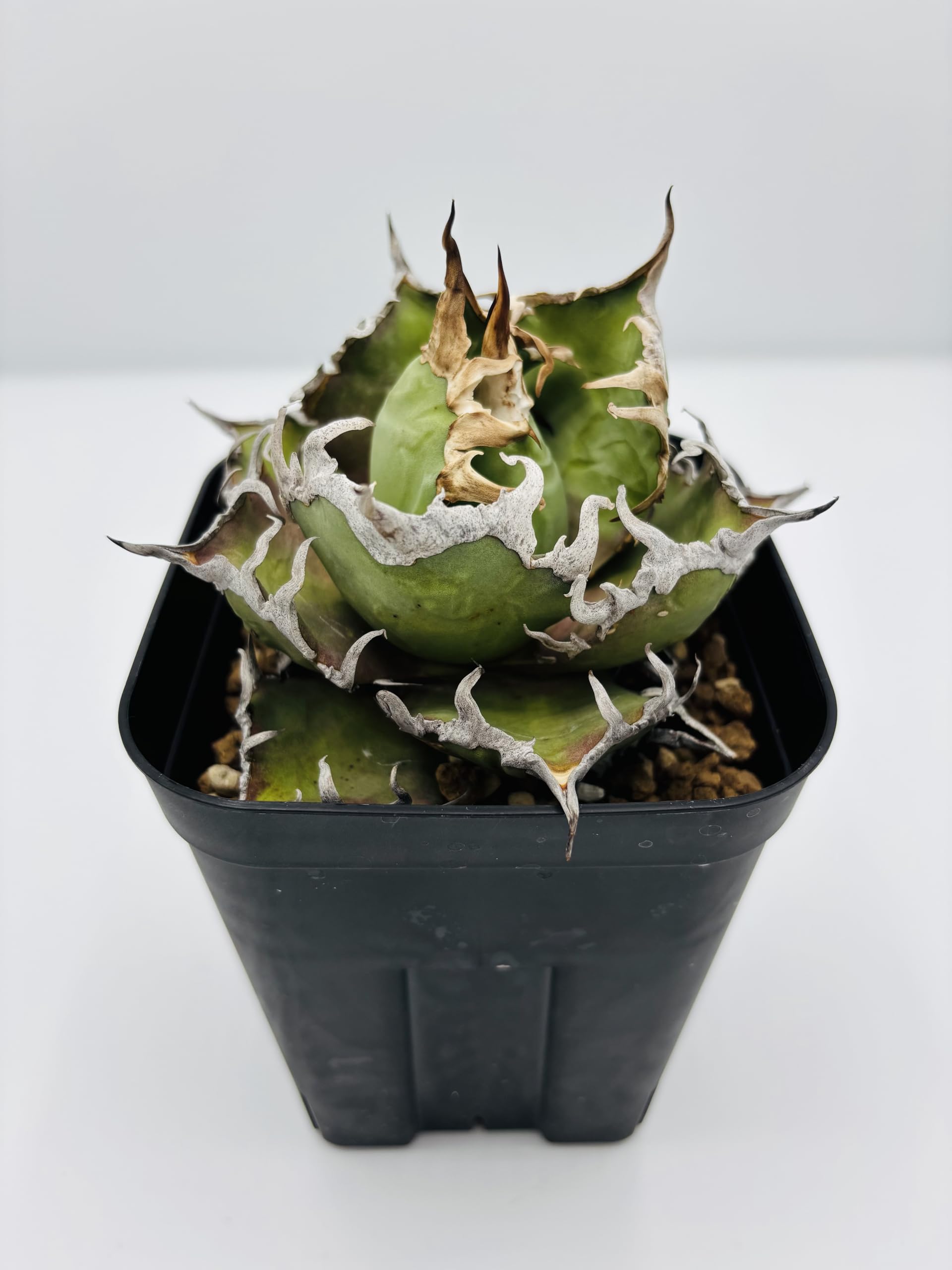 Amazon｜アガベ チタノタ 凱撒(シーザー)/ Agave titanota 'Caesar