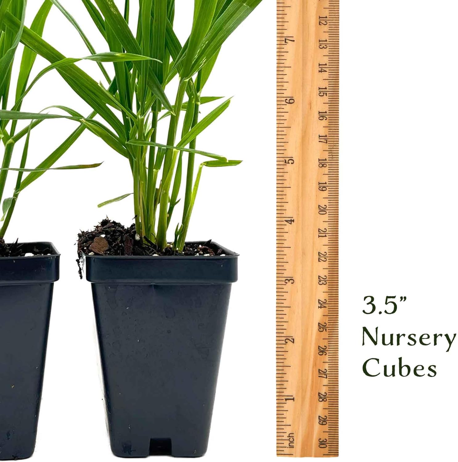4 Cat Grass – Nutritious, Pet-Friendly Grazing Grass for Cats & Dogs for Gardens, Planters & Containers (Dactylis glomerata) in 2.5″ Cubes, Live Plants (4 Plants)