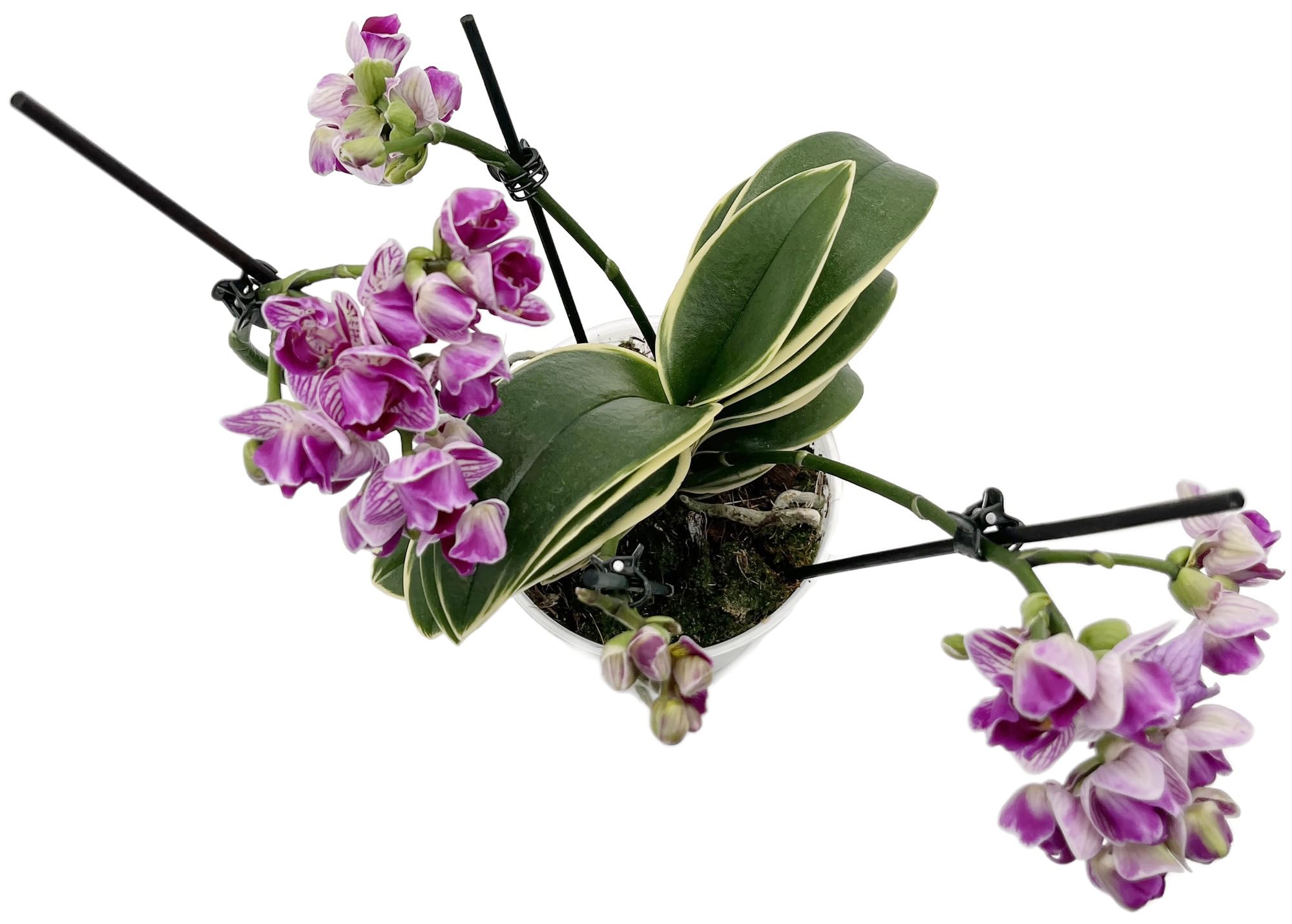 Fangblatt - Phalaenopsis Sogo Vivien marginata - bezaubernde Duftorchidee  mit prachtvollen Blten und panaschierten Laub : Amazon.de: Garten