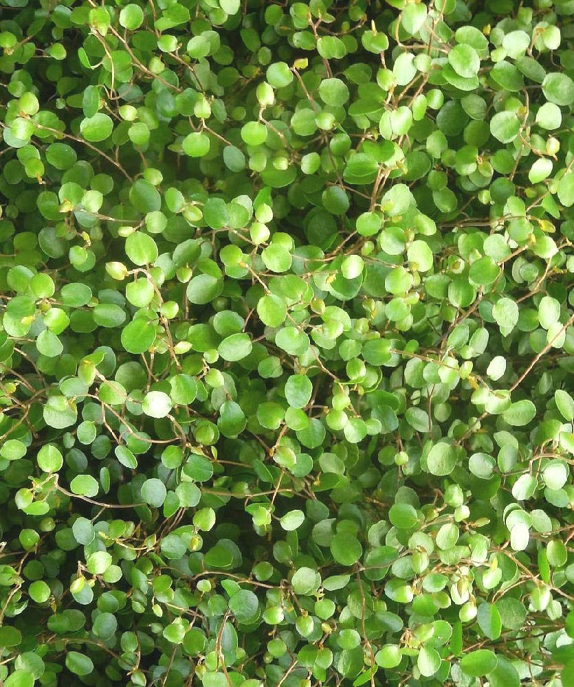 Amazon | ワイヤープランツ 12ポットセット（3号） 観葉植物 苗