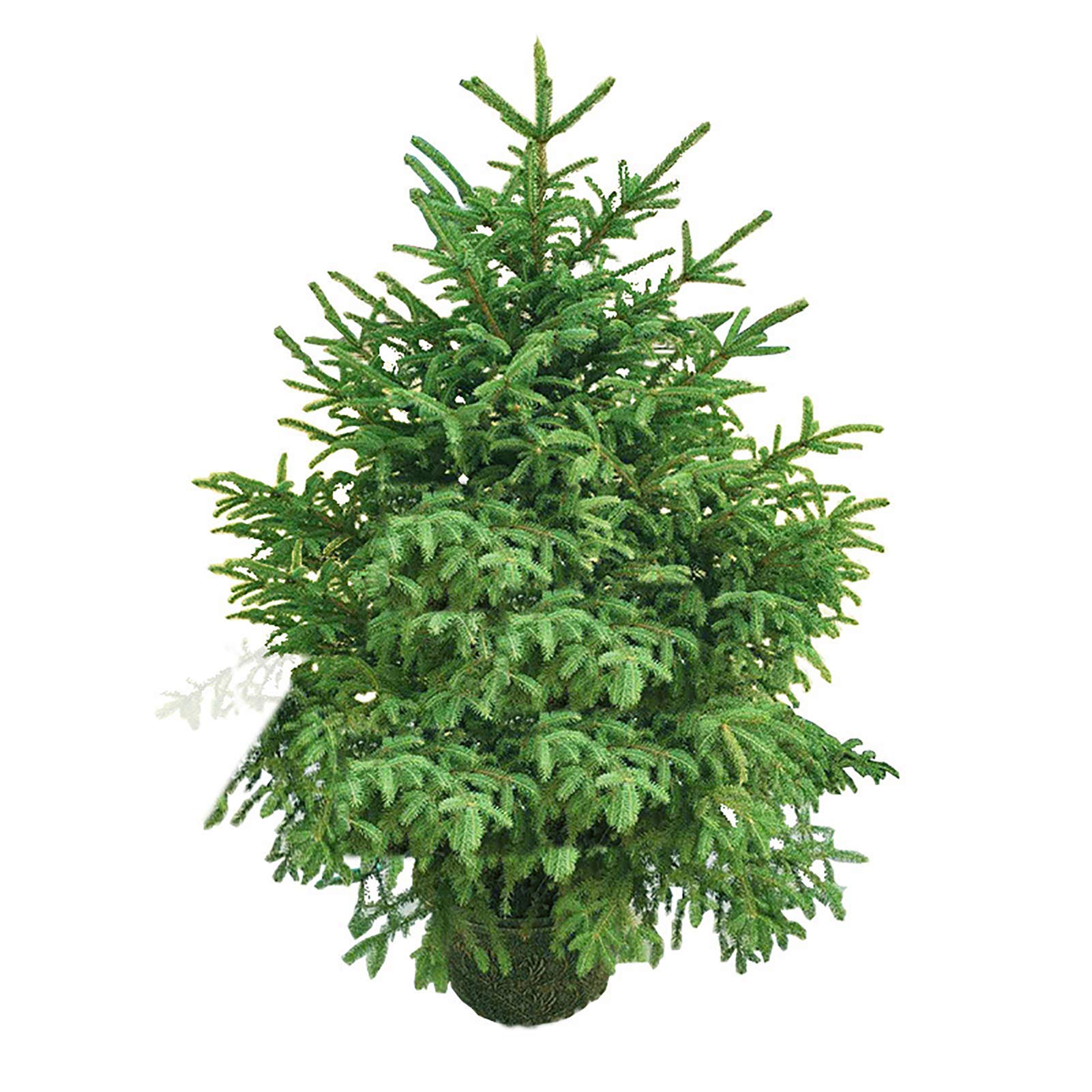 Amazon.com: KYTGFH 5Ft Real Christmas Tree,Premium Spruce