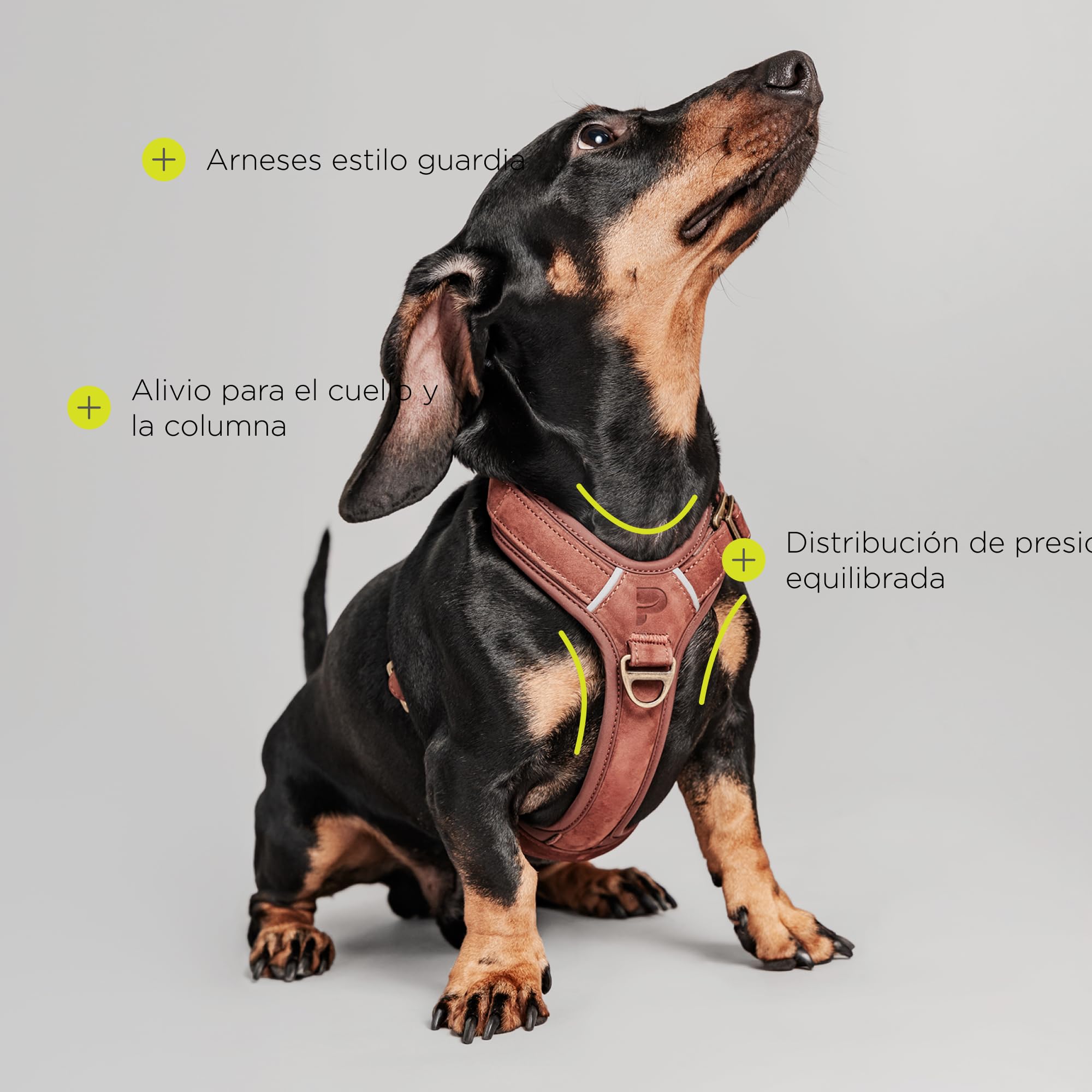 Lord Arnés de Cuero para Perro con Construcción Guard, Vacuno Natural, para Perros Muy Pequeños Y Cachorros, Comodidad Y Libertad de Movimiento (XS)