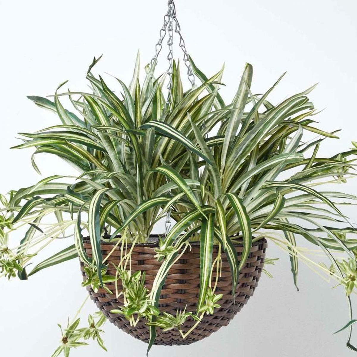 HOMESCAPES Artificial Hanging Basket 60 cm Long Faux Spider Plant Hanging Plant In Replica Wicker Pot with Silver Metal Chain and Hook for Indoor and Outdoor Decoration