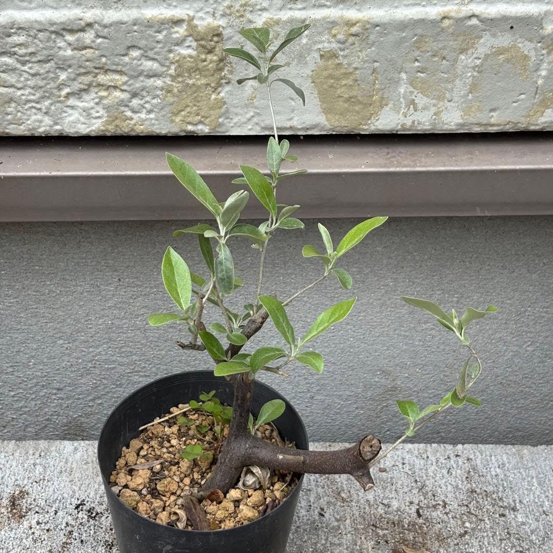 Amazon｜ロシアンオリーブ苗｜観葉植物 オンライン通販