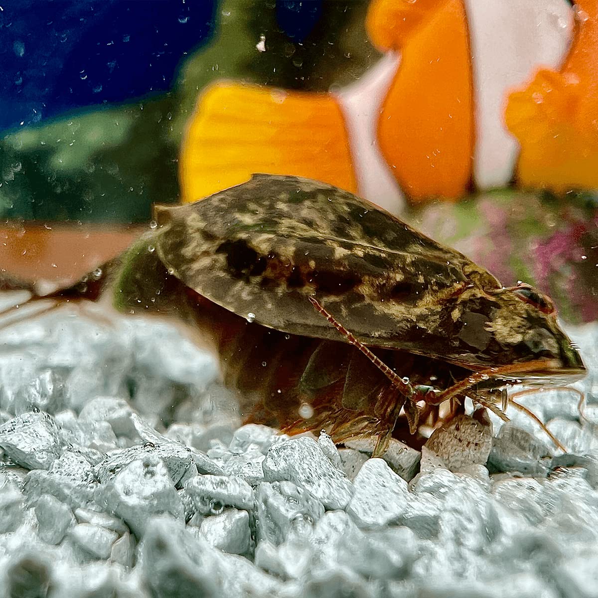 Triops Cancriformis Germany Zuchtansatz mit ca. 150 Urzeitkrebs-Eiern/Zysten Deutschland - Züchte Deine eigenen Urzeitkrebse bei dir zu Hause im Aquarium