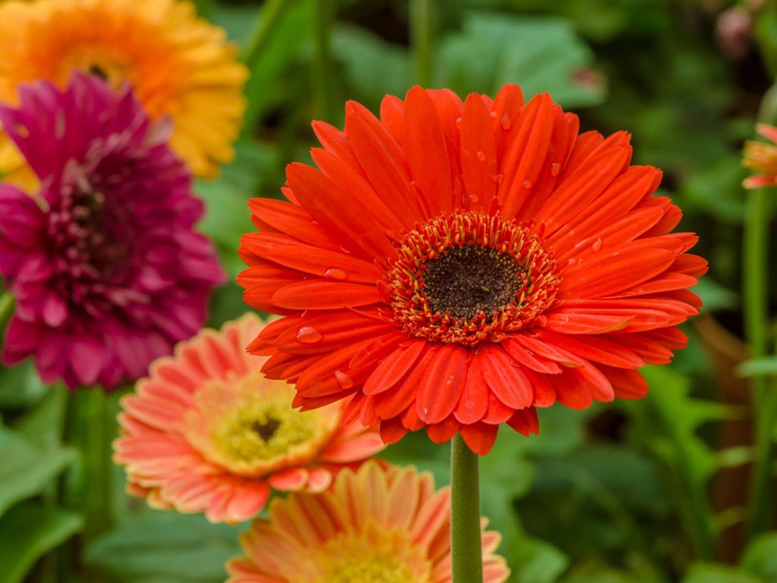 Gerbera Flower Seeds - Grow Your Own! -3 Gerbera Flower Seeds - Grow Your Own! -3