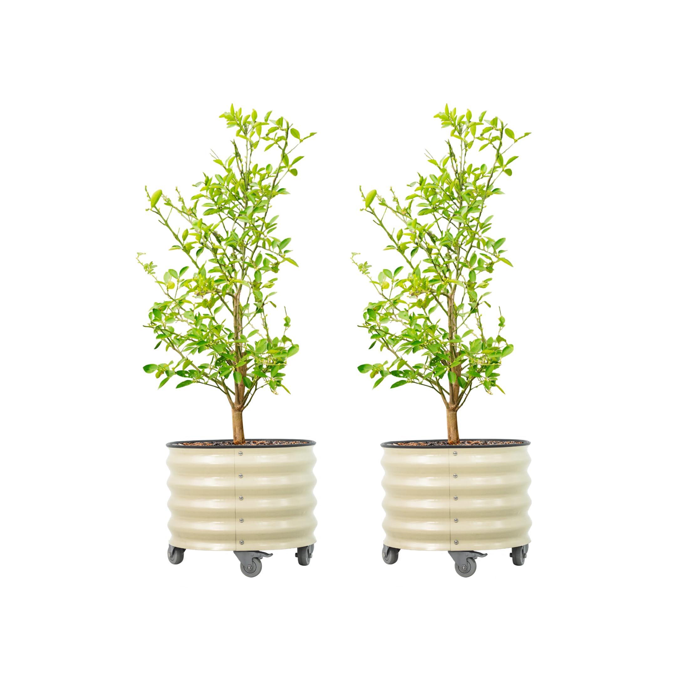 Rolling Metal Citrus Tree Planter Pot, 21″ Round Planter Box for Porch Patio &amp; Backyard, 20 Gallon Large Planter Pot with Wheels for Growing Olive Trees Tomatoes Vegetables Flowers, 2 Pack Pearl White