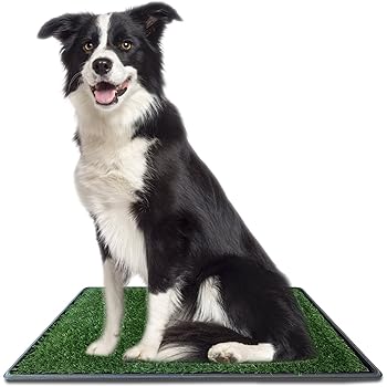 grass pee pad amazon