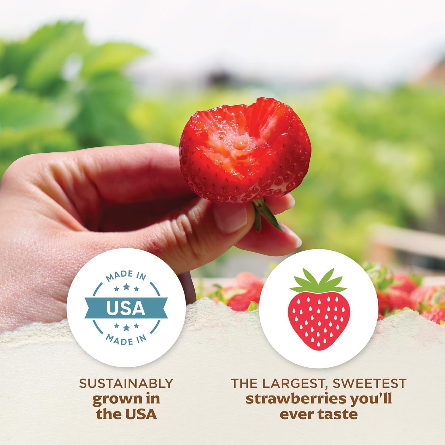 20 Pack Eversweet Everbearer Strawberry Plants - Delicious Outdoor Planting for Home Garden - Grown USA. Zone 4-9.