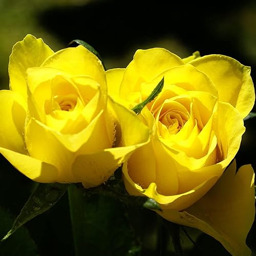 Miniatura 5 de YEGAOL Garden - Semillas de rosas amarillas, regalos fragantes para cumpleaños, aniversarios, arbustos trepadores, jardín, exteriores, 50 piezas de