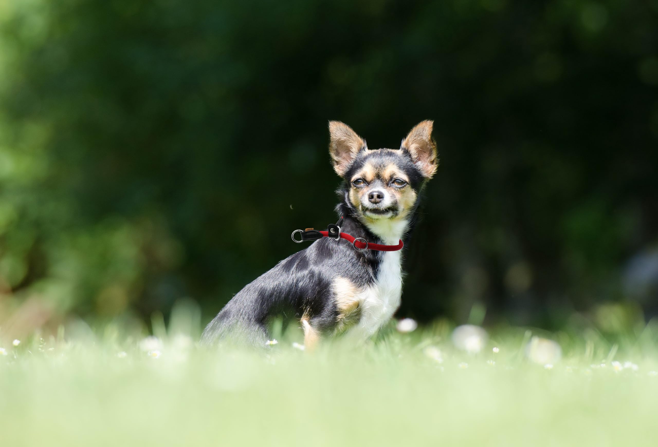Aiminto Braided Rope Collar, Round Martingale Collar with Adjustable Stopper and Slidable Stop Ring - Image 3