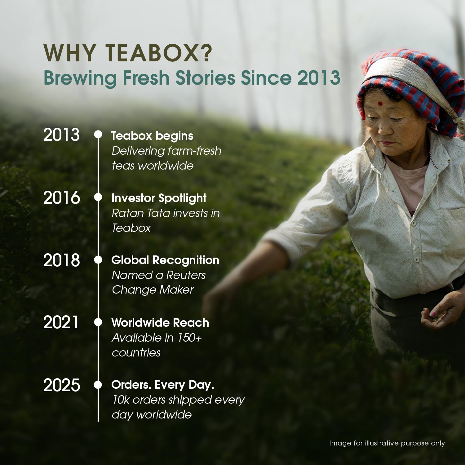 Teabox Premium Green Tea With Dandelion Roots | Whole Leaf & 0% Bitterness | Green Tea From The Himalayas | 25 Tea Bags (Low Caffeine) 4