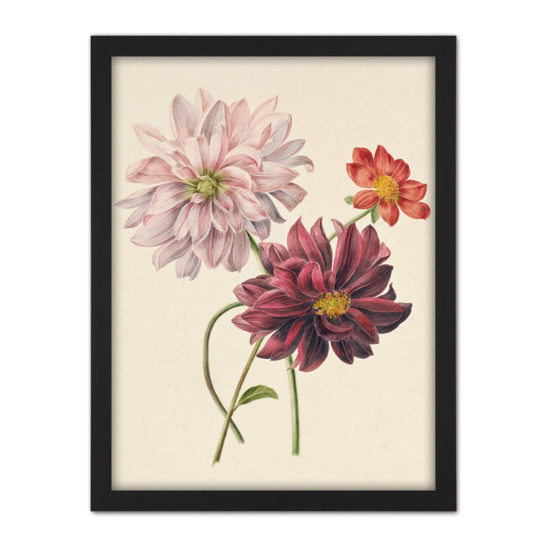 Willem Hekking Dahlias Flowers Print - Pink & Purple - Large Framed Wall Art - Artery8