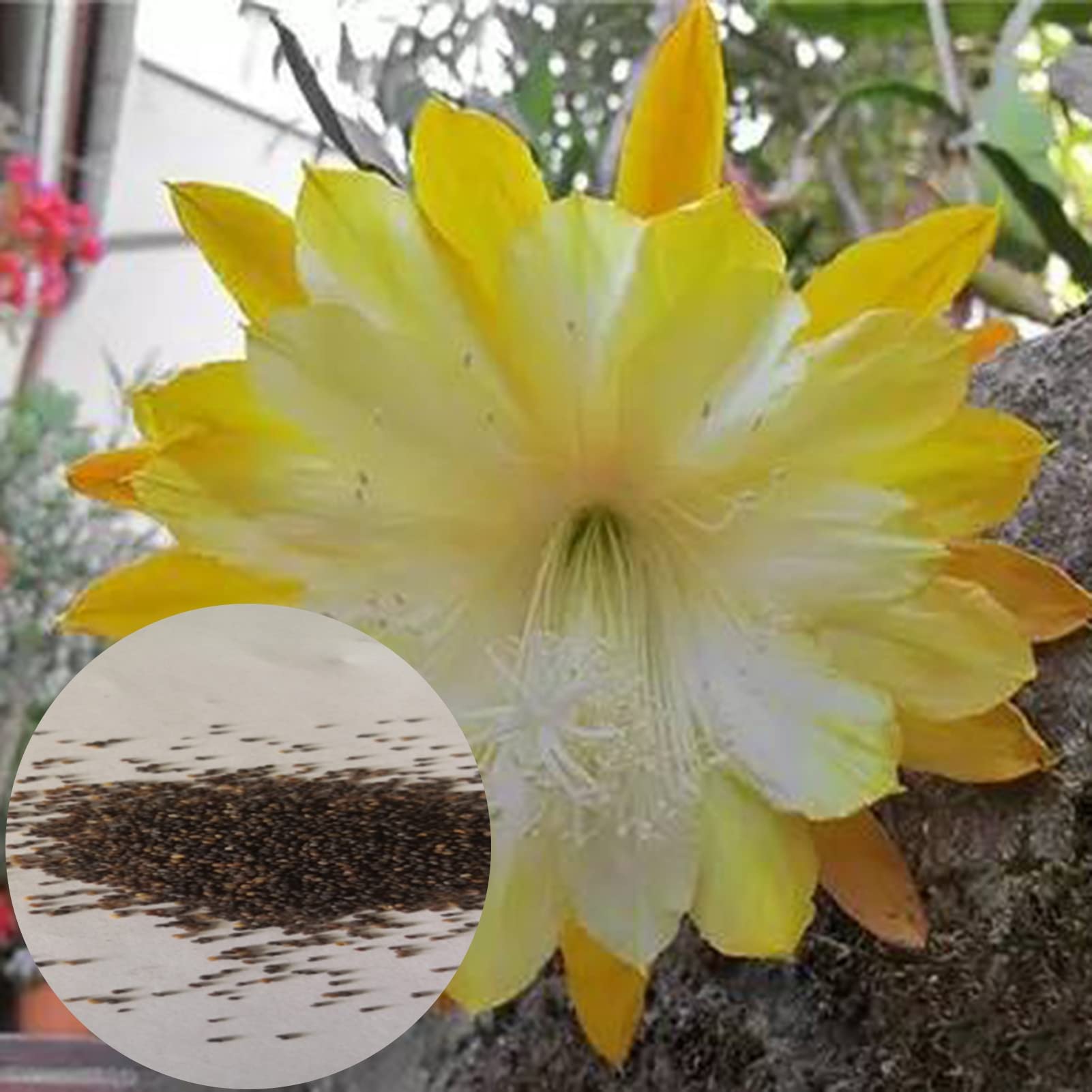 LHTL Epiphyllum Seeds,1 Bag Epiphyllum Seeds Yellow Flower Rare Small Garden Flower Seeds for Home Epiphyllum Seeds