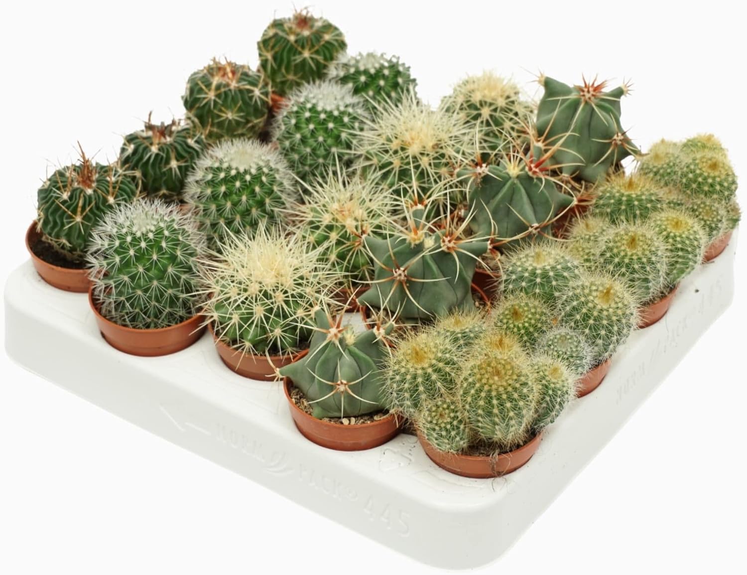 Ma Naturpflanze Express, 20 Stück, Kaktus, Mix-Kugel, Kaktus, 34808 ...