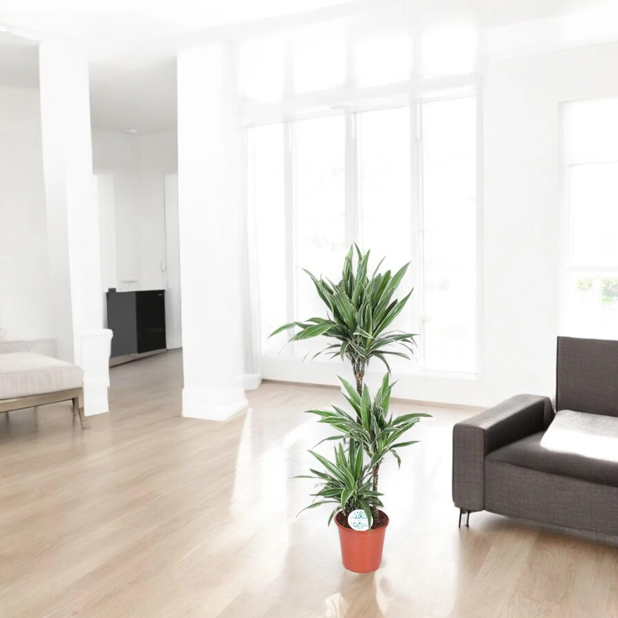 Dracaena fragrans 'Warneckei' Pianta da Interno, Verde e Bianco, 140 cm, Vaso 24