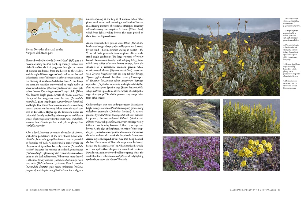 Bringing the Mediterranean into Your Garden: How to capture the natural beauty of the garrigue