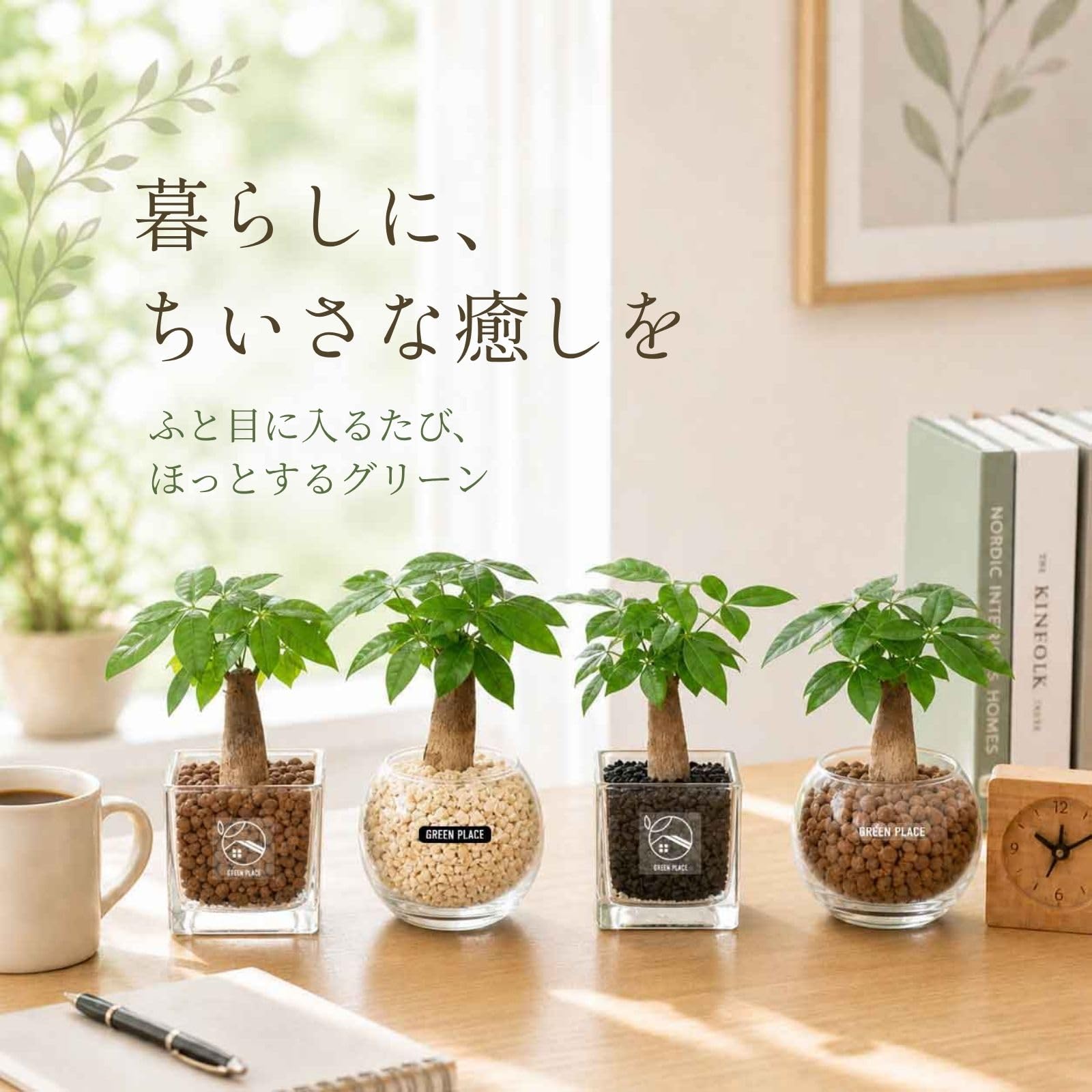 Amazon｜GREEN PLACE パキラ ミニ 観葉植物 本物 ギフト 【鉢