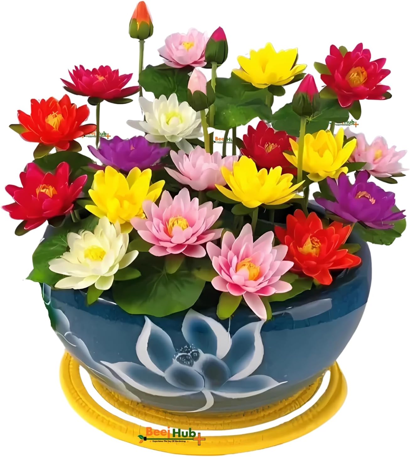 Beejhub-Hybrid Japanese Lotus Flower Seeds | 25 Seeds | 95% Germination Rate | Dwarf Rainbow |Kamal Gatta Beej | Mix Of 12 Color | Exotic Variety |Included Instruction Manual