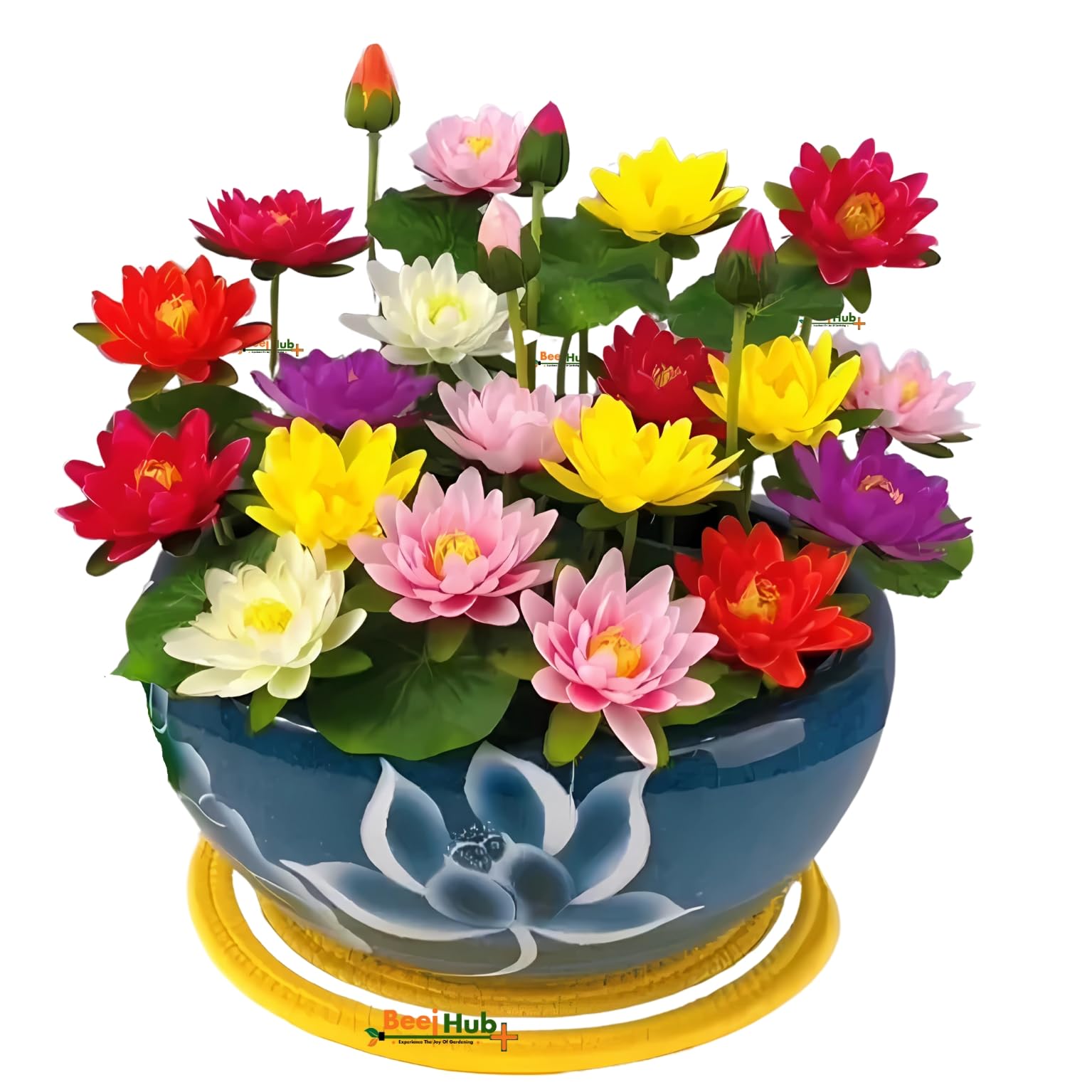 Beejhub-Hybrid Japanese Lotus Flower Seeds | 25 Seeds | 95% Germination Rate | Dwarf Rainbow |Kamal Gatta Beej | Mix Of 12 Color | Exotic Variety |Included Instruction Manual