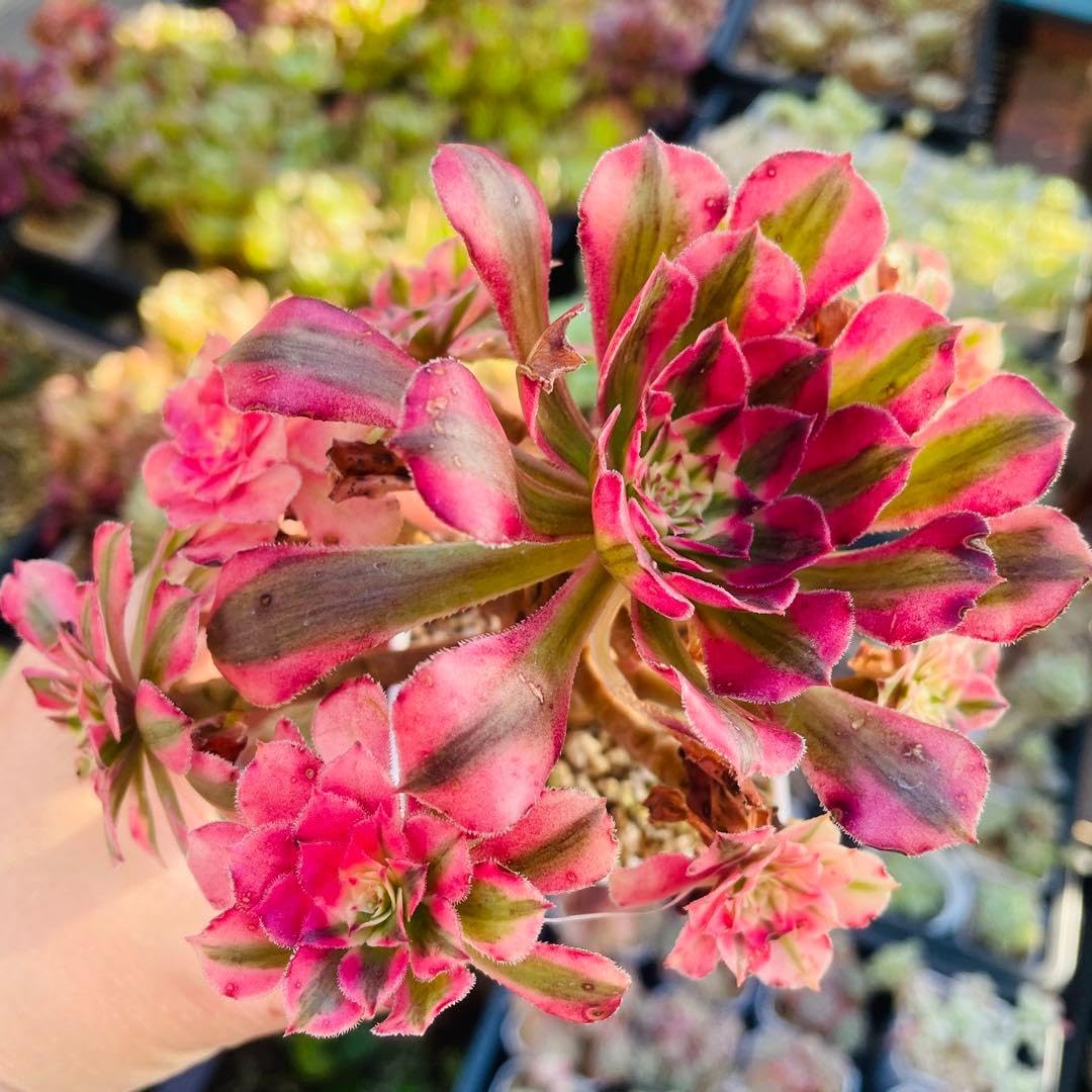 Amazon.co.jp: 紅銅壺超白錦 群 アエオニウム 多肉植物 : ホーム＆キッチン