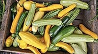 Vista 4 de Seeds Zucchini Courgette Squash Summer Mix 35 Days Fast Heirloom Vegetable Non GMO