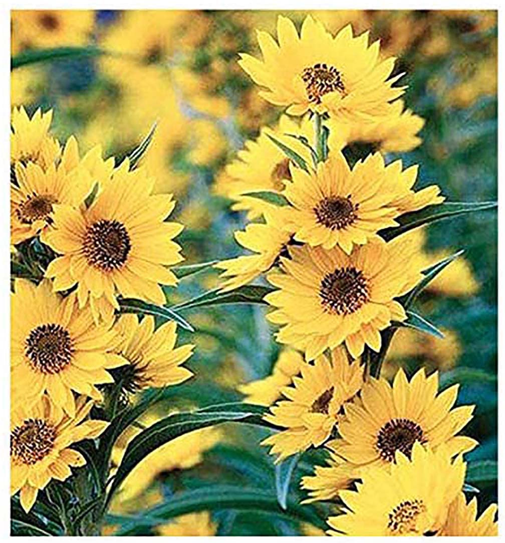 Maximilian Sunflower Seeds - Attracts Bees and Butterflies - Perennial Sunflower Native to North America, Approximtely 600 Seeds