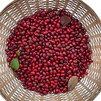 Vista 3 de Bayas de especias frescas (Lindera Benzoin) 10 bayas - Benjamin Bush, Spicebush común, Spice arush, Carencro Bush