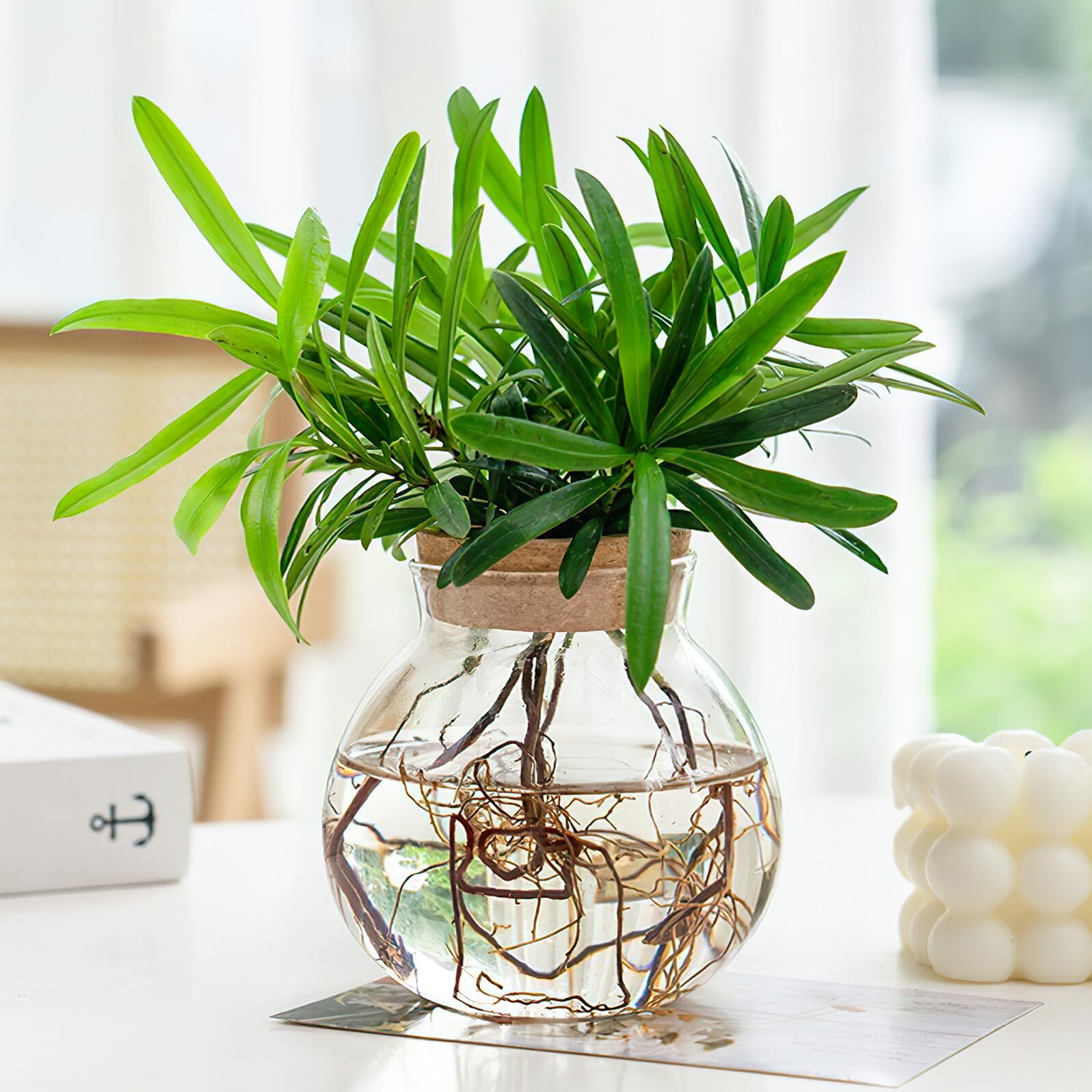 Veemoon Terrarium hydroponique en verre - Décoration de table pour culture hydroponique - Petit vase rond avec bouchon de bouteille pour salon, bureau, rebord de fenêtre