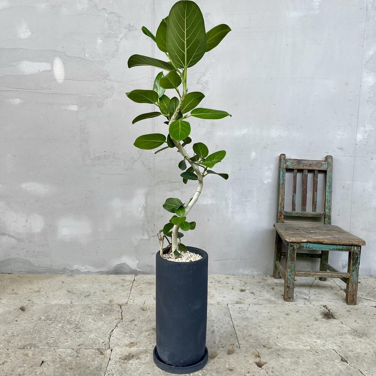 Amazon｜美形 フィカス ベンガレンシス 螺旋仕立て 陶器鉢 植え込み  