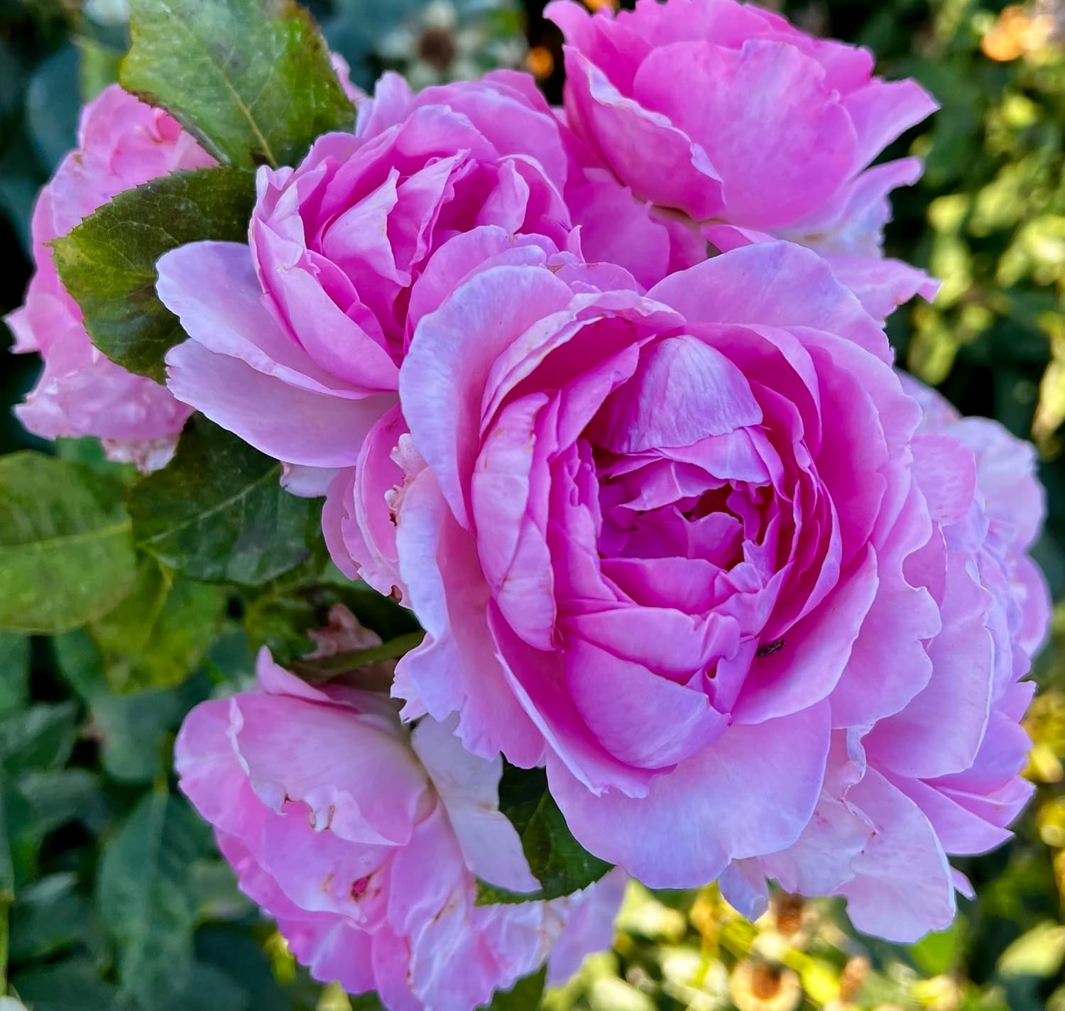 Mum in a Million - Standard Rose Tree Budded at 100cm - 7L Pot - Lovely Gift Idea