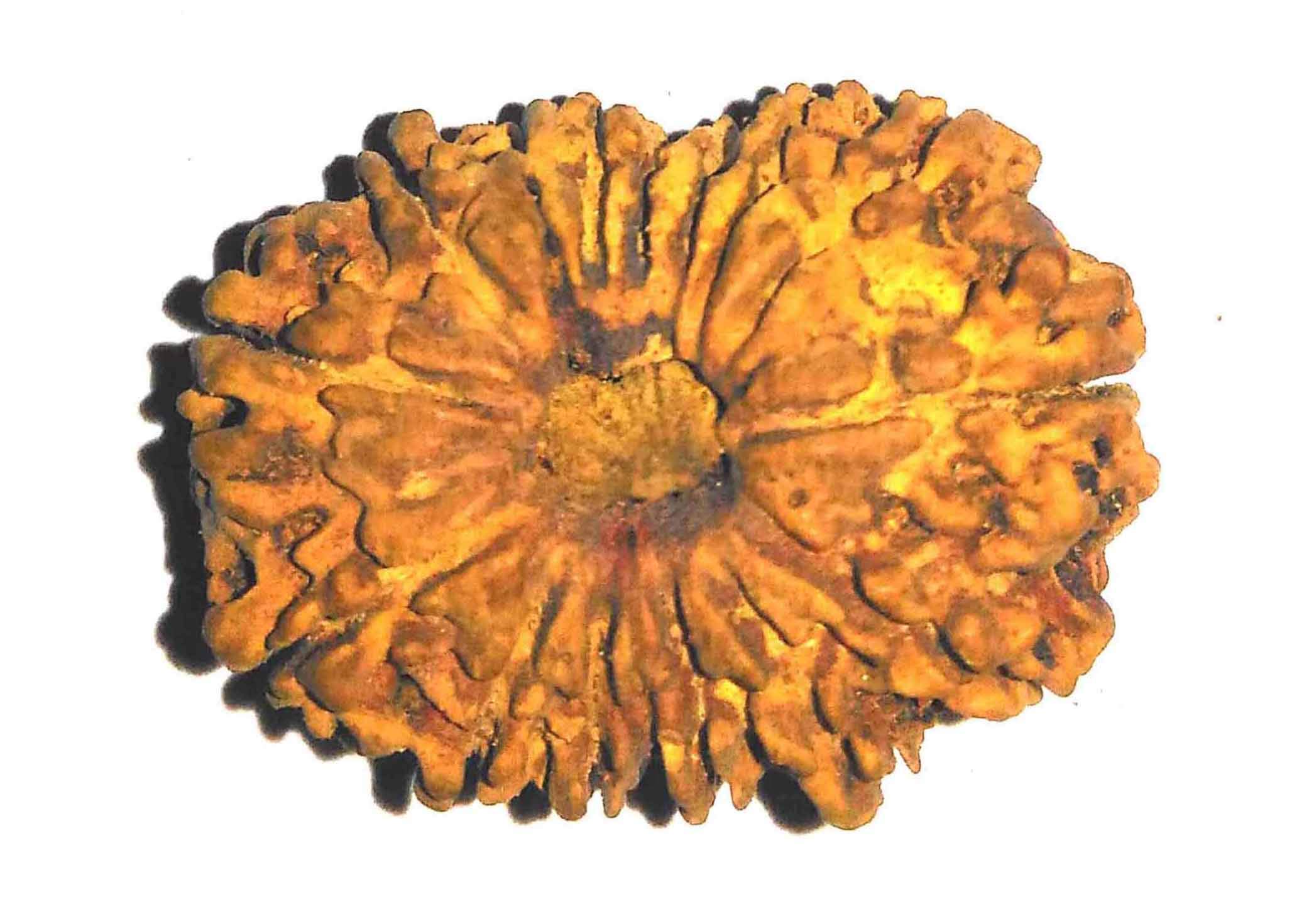 15 Mukhi Rudraksha Orginial Nepal Fifteen Face Rudraksha-image-16