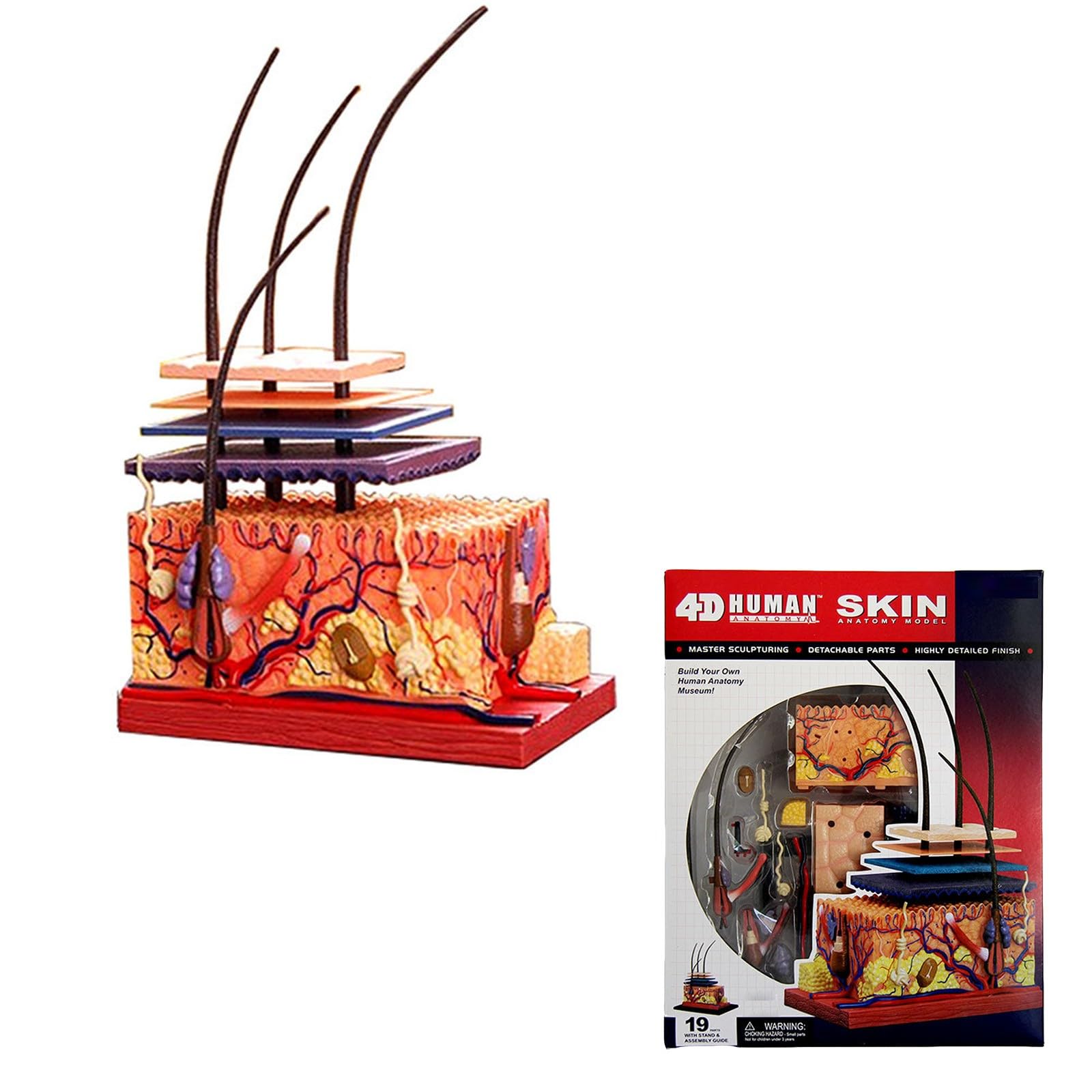 Modello di Anatomia della Pelle Umana e degli Organi Piliferi Rimovibile, Modello Anatomico della Pelle in 19 Parti, Materiale in PVC, Strumenti Didattici Scienza per Studenti e Insegnanti