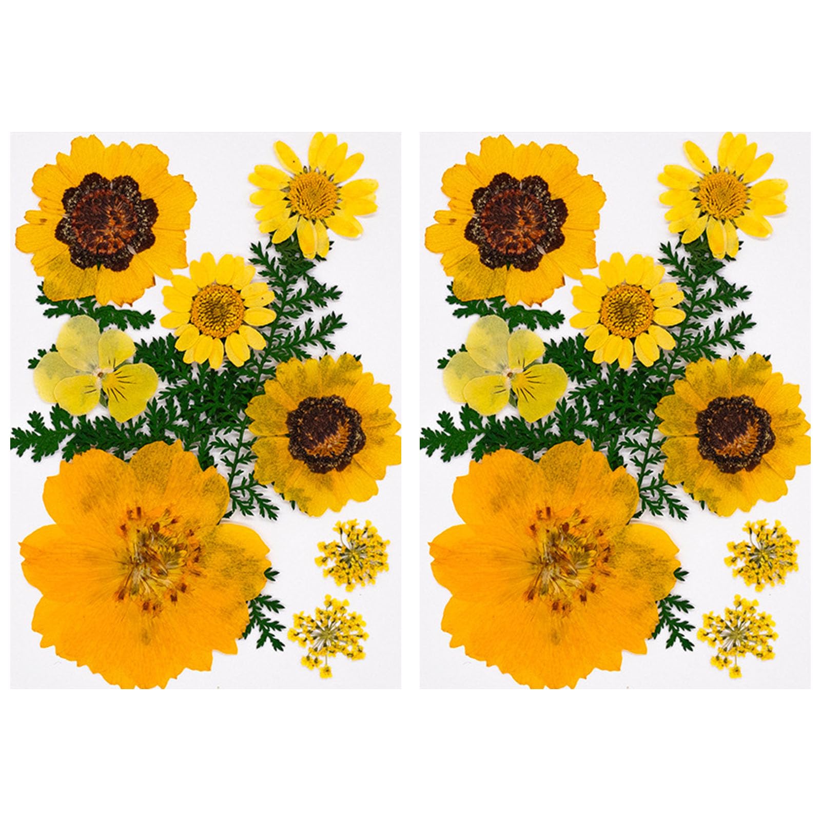 Carotoe A 20Pcs Natural Dried Flower For Bookmarks Jewelry Making Natural Pressed Dried Flower Leaves For Rt Craft Pressed Craft Supplies