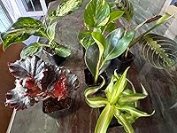 Review Image by Gem-mama