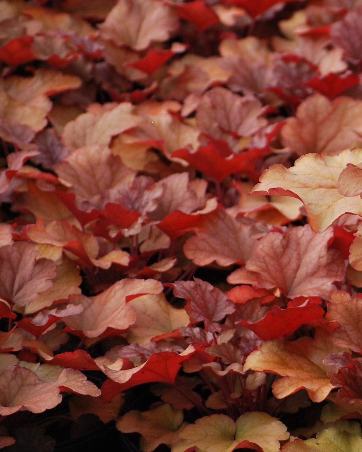 Perennial Farm Marketplace Heuchera x 'Peach Flambe' (Coral Bells) Perennial, Size-#1 Container, Reddish Bronze Foliage