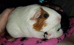 Review Image by Willow Monk