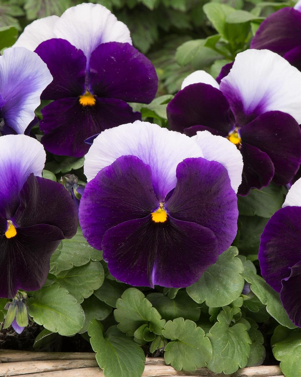 Pansy Beaconsfield Bedding Plant 6 Pack Garden Ready Plants Amazon.co.uk Garden